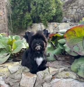 best pet adobtion service in ATL.