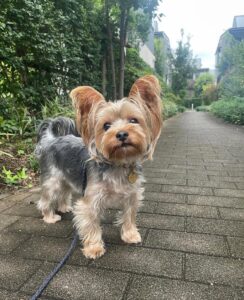 yorkiecompanionrescue