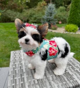 where to adobt yorkies in gerogia