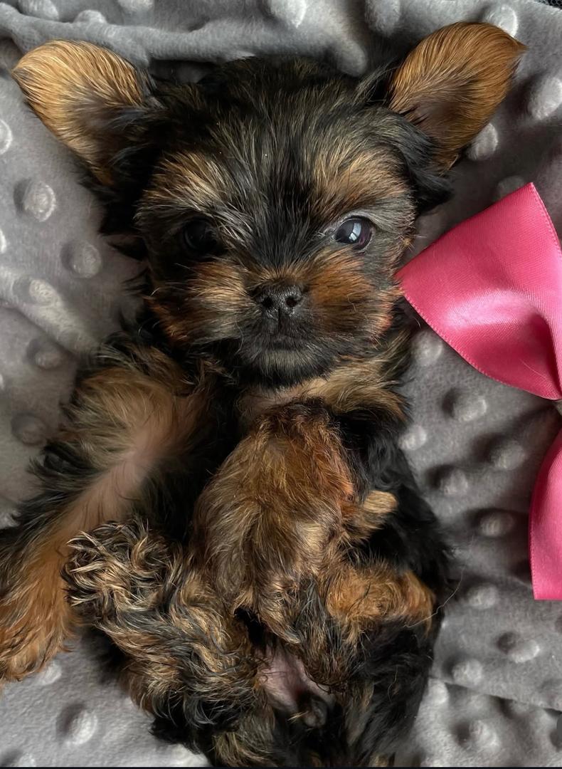 Happy Yorkie puppy from our Georgia adoption program