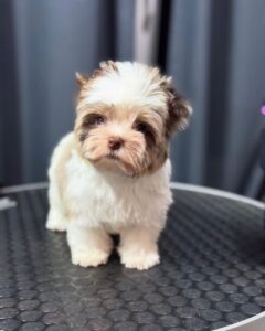 best pet adobtion service