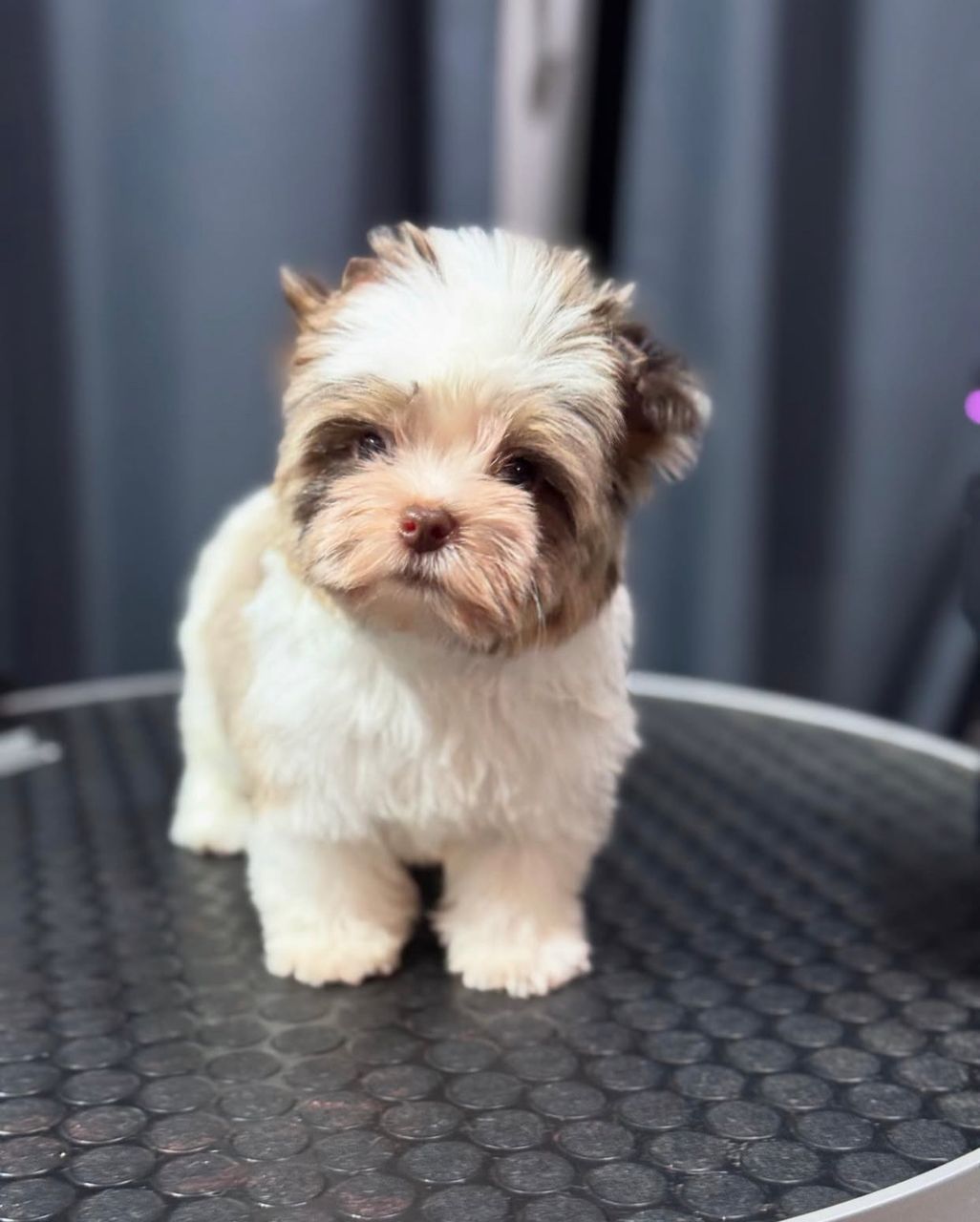 best pet adobtion service