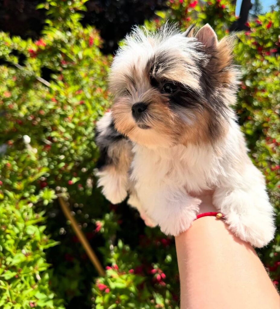 yorkie puppies for sale near me