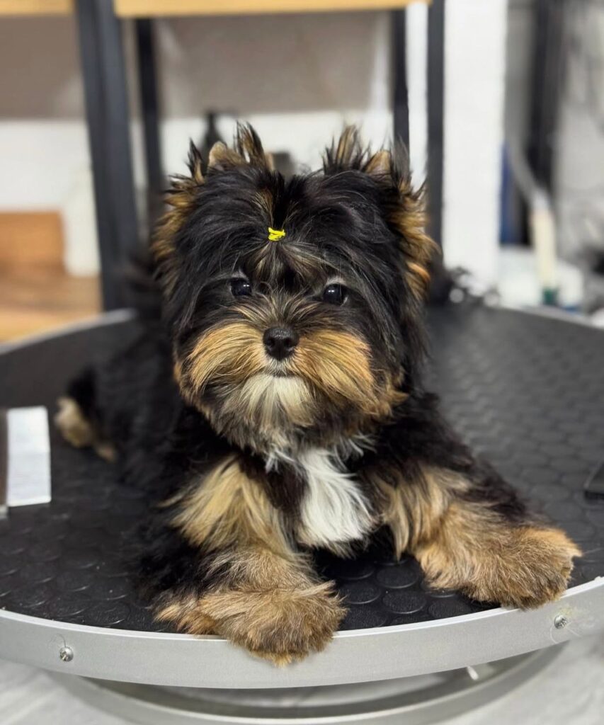 vet checked yorkie puppies georgia