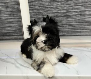 Happy Yorkie puppy from our Georgia adoption program