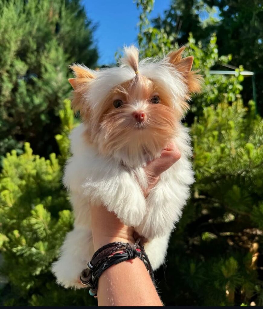 adopt a yorkie in georgia