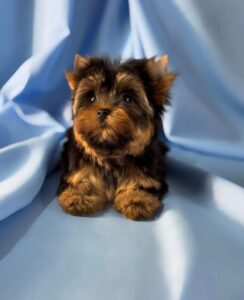 Adopt a Yorkshire Terrier in Atlanta