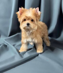Happy Yorkie puppy from our Georgia adoption program