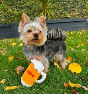 Happy Yorkie puppy from our Georgia adoption program