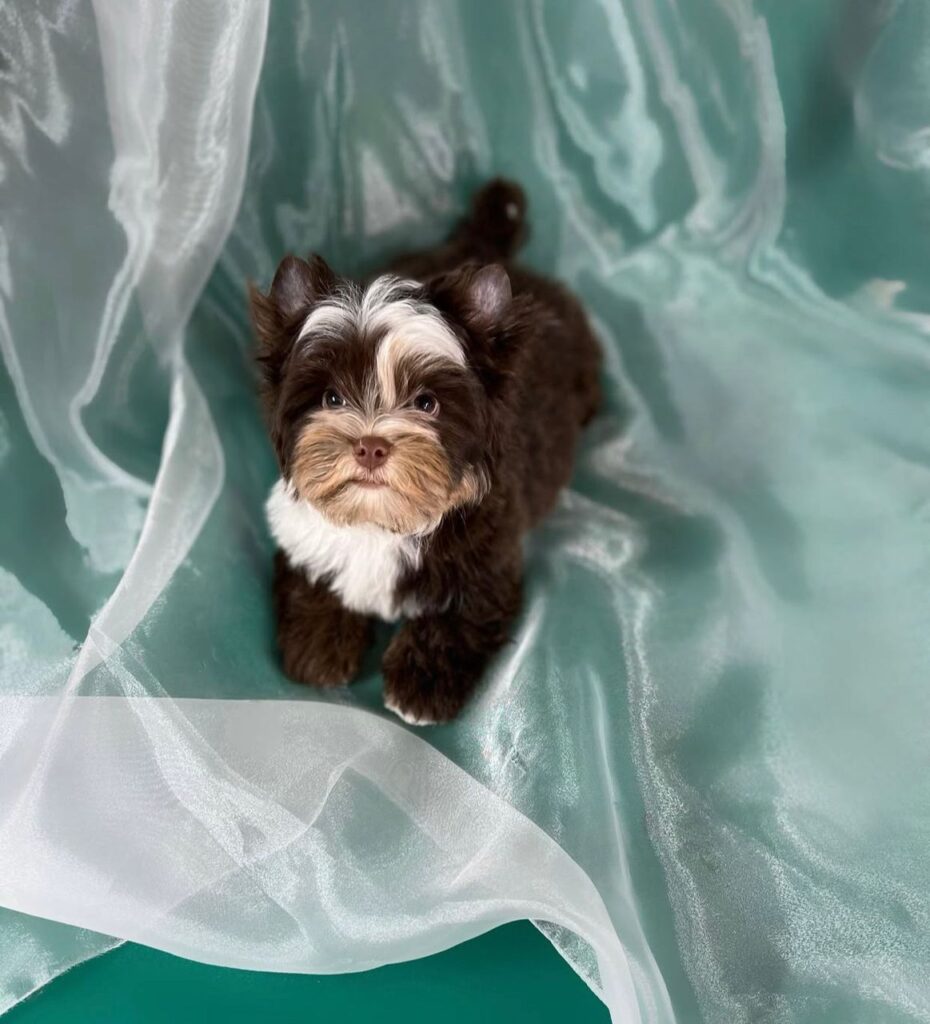 Happy Yorkie puppy from our Georgia adoption program