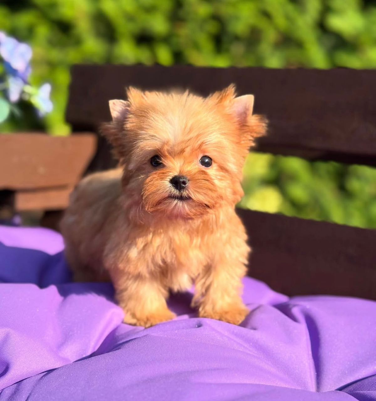 Happy Yorkie puppy from our Georgia adoption program