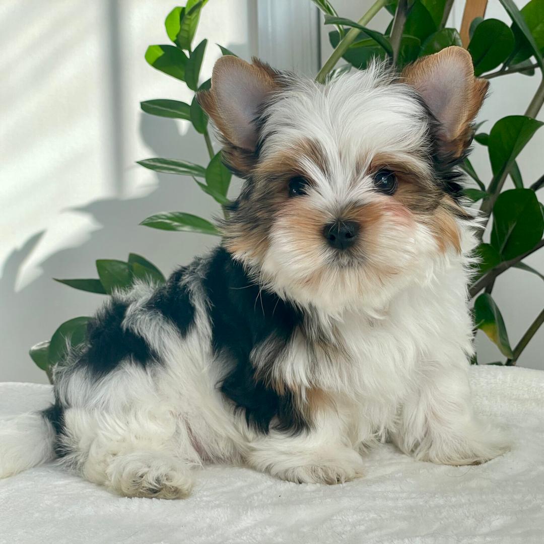 adorable teacup yorkie puppy ready for adoption in georgia