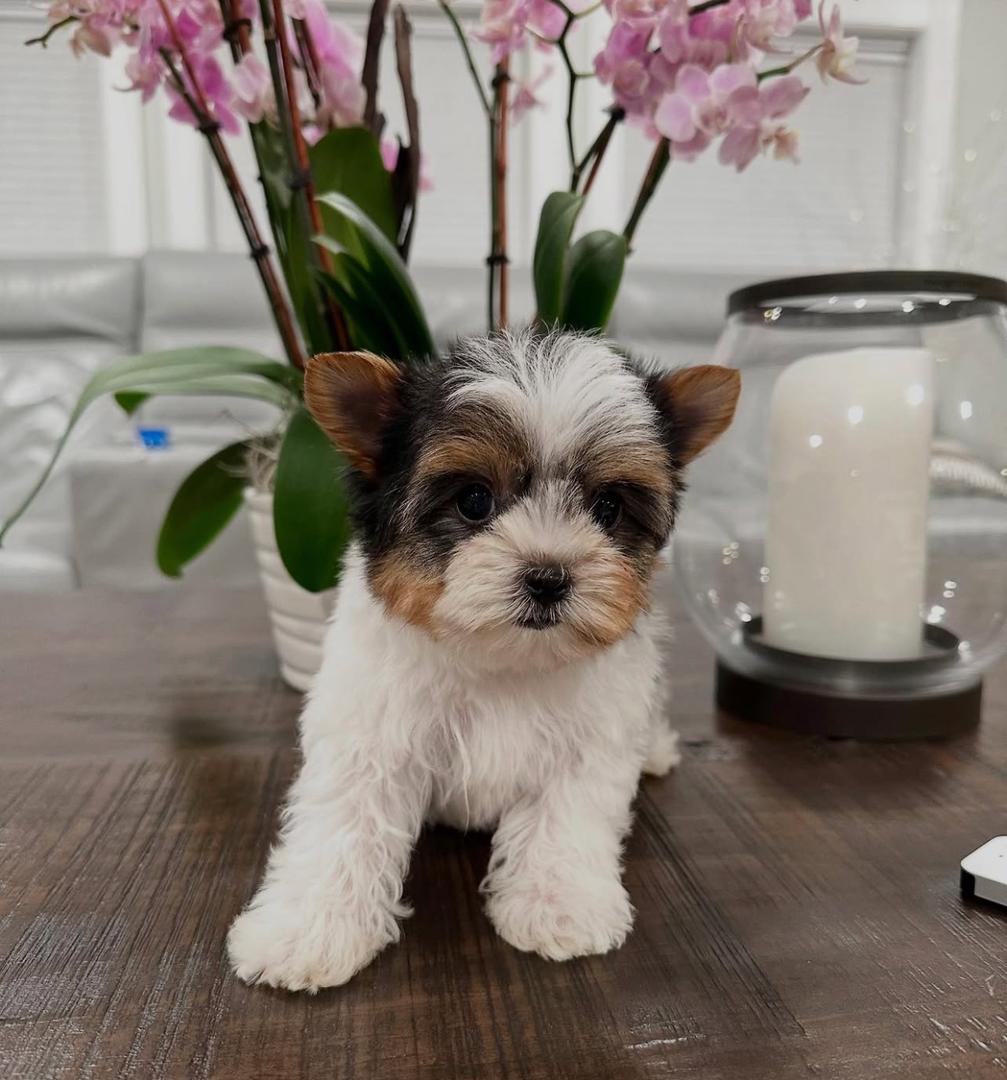 Female black and tan Yorkie puppy for adoption in Atlanta, GA