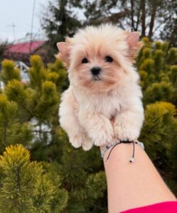 Teacup Yorkie puppy for adoption in Georgia