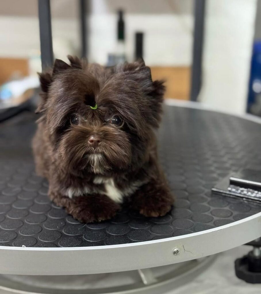 teacup yorkie for sale atlanta