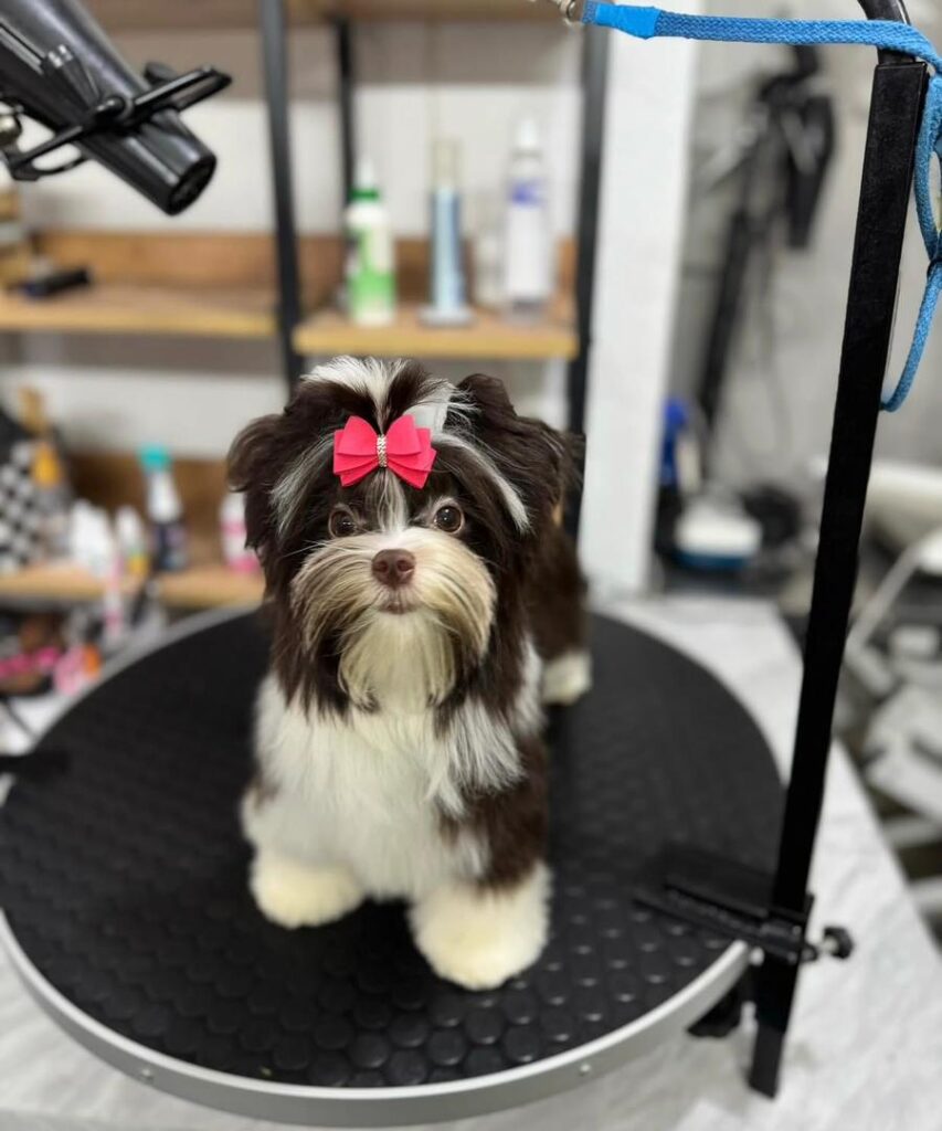 vet checked yorkie puppies georgia
