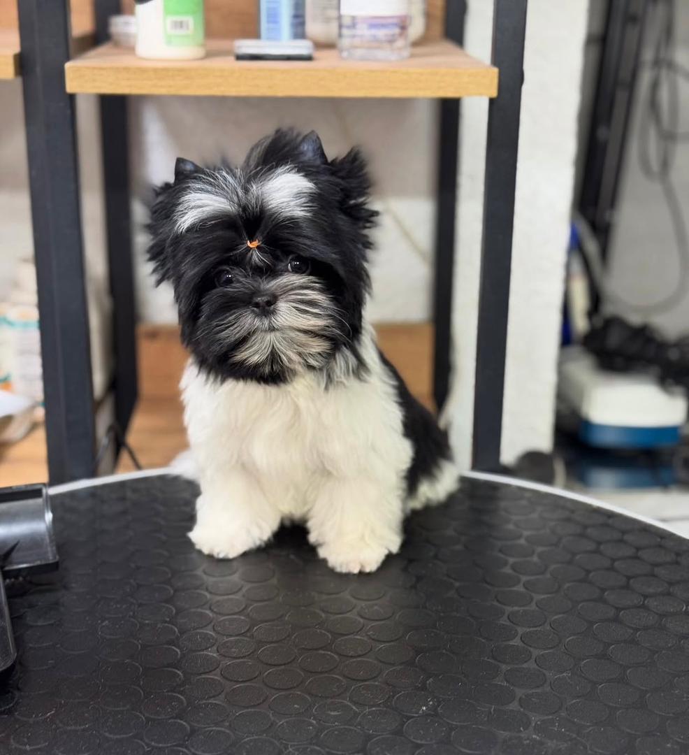 puppies near me