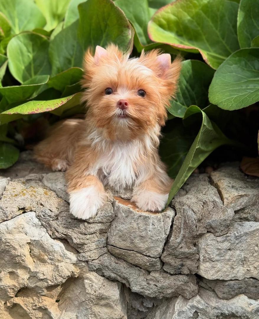 yorkie adoption