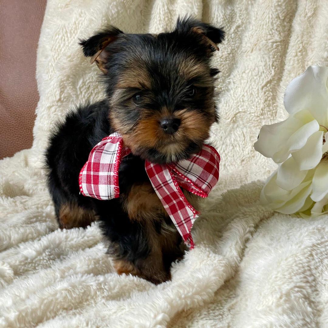 https://www.yorkiecompanionrescue.com/images/yorkie-adoption-myrtle-beach.jpg