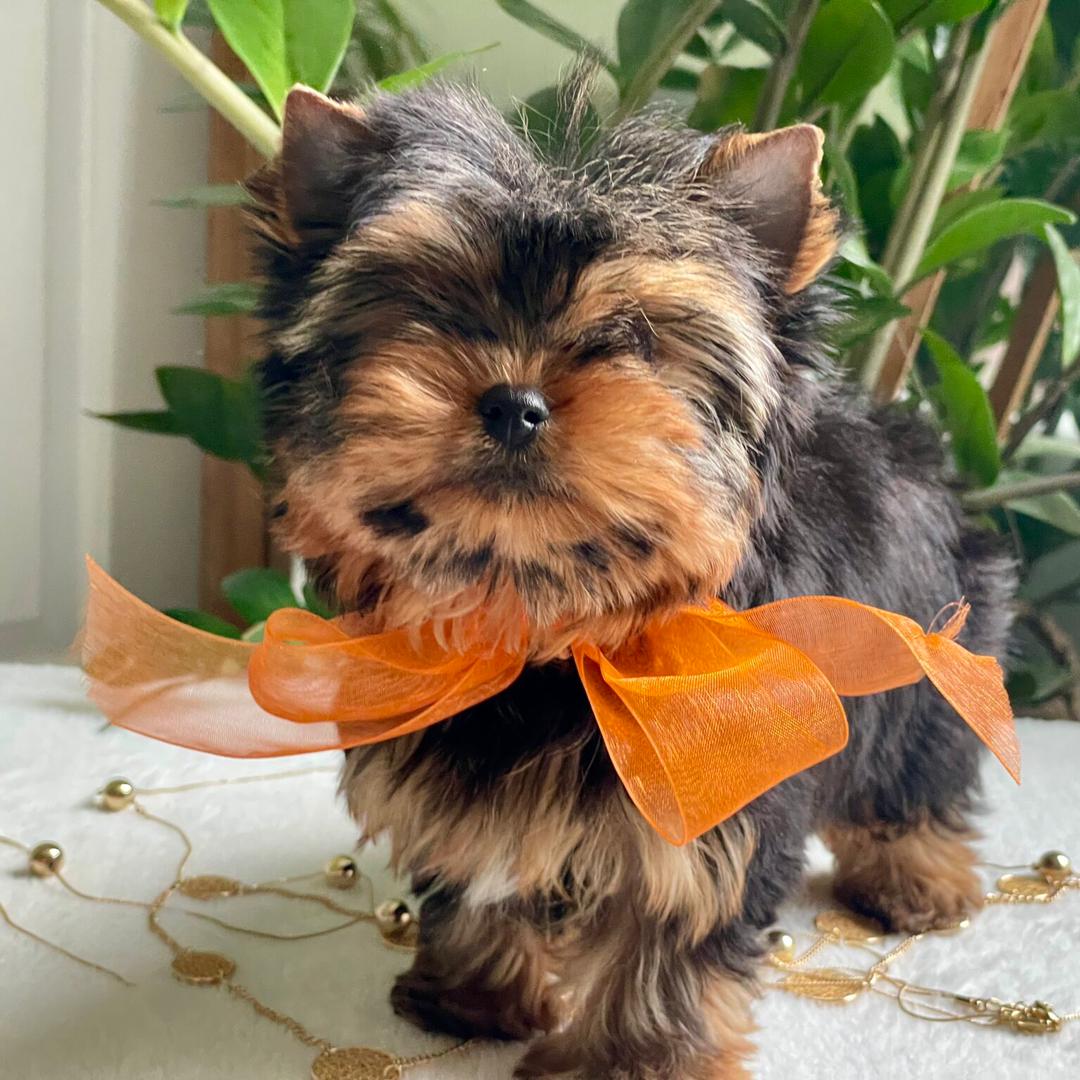 https://www.yorkiecompanionrescue.com/yorkie-adoption-sumter-sc